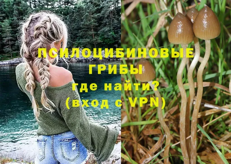 наркота  Константиновск  Псилоцибиновые грибы Cubensis 